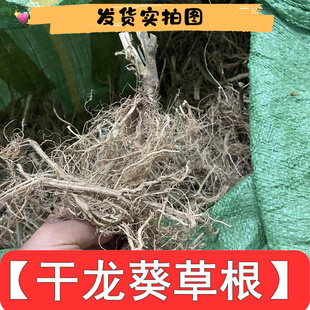 干龙葵草根新鲜根枝条叶子500克包邮一斤 乡下采摘野外乡下泡茶用
