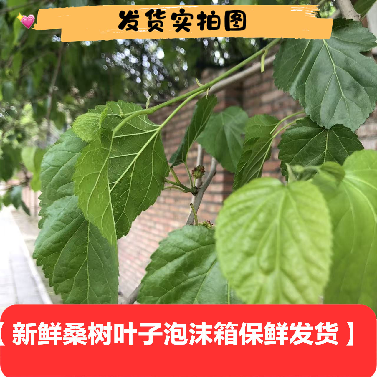 新鲜桑树叶片野外采摘泡茶喂养蚕树叶子树皮叶片干品干货乡下采摘