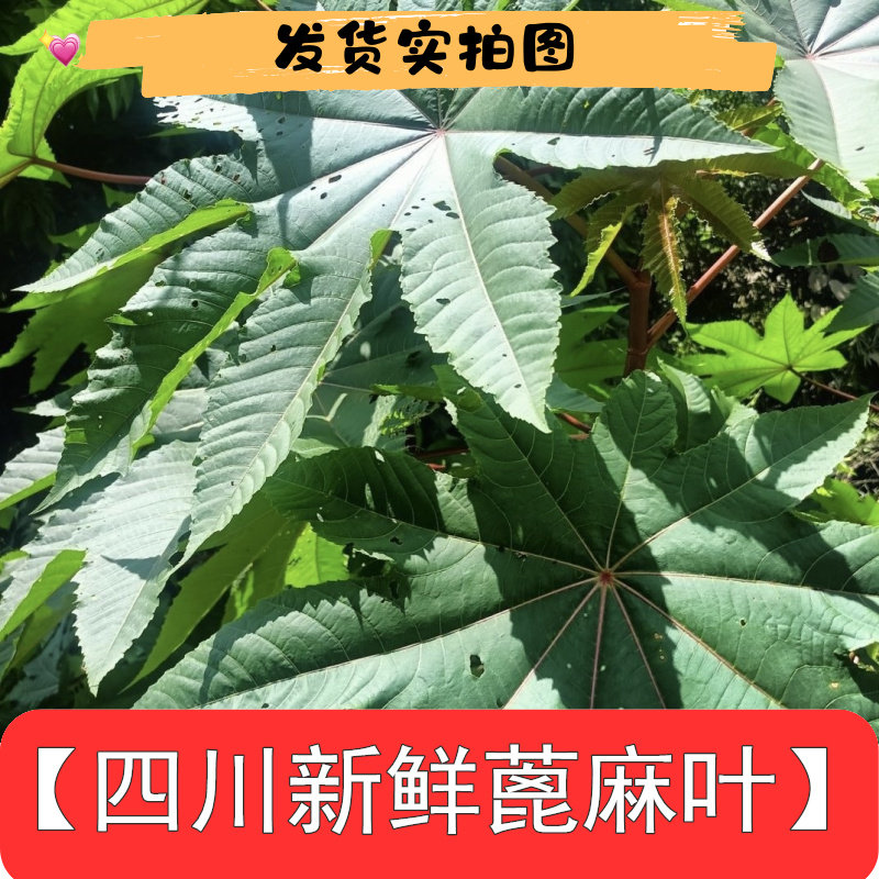 四川蓖麻叶蓖麻根青杆草