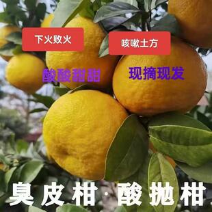 臭皮柑抛柑酸柑子新鲜黄皮水果孕妇酸桔子橘子苦药