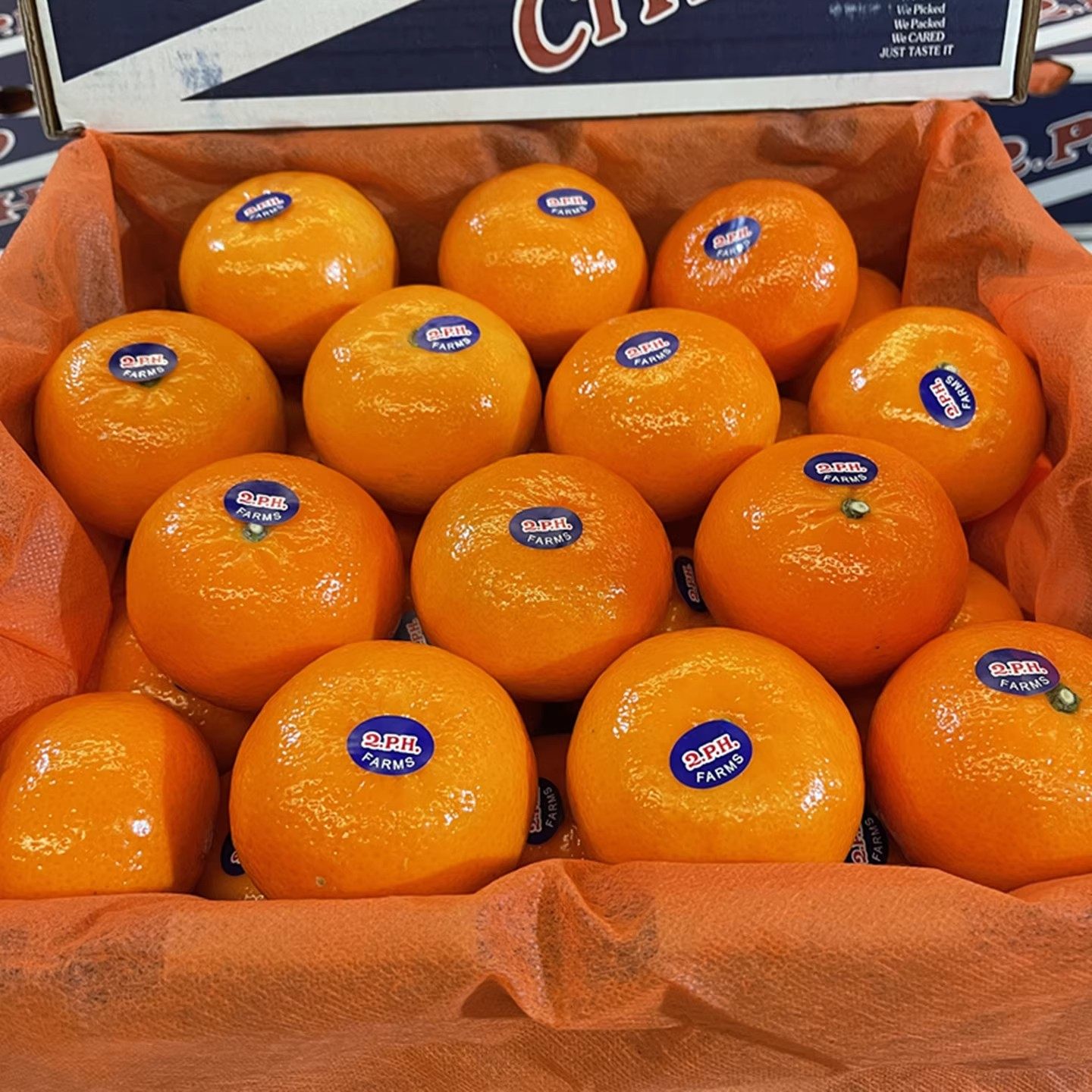 新货正宗2PH蜜柑桔当季新鲜水果沃柑蜜桔橘子甜嫩多汁澳洲品种,水产肉类/新鲜蔬果/熟食,其它,淘宝优惠券,粉丝福利购,淘宝优惠卷