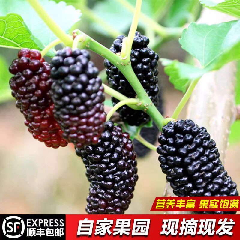 新鲜桑葚现摘现发无沙免洗黑果桑椹孕妇水果泡酒桑果酵素顺丰包邮