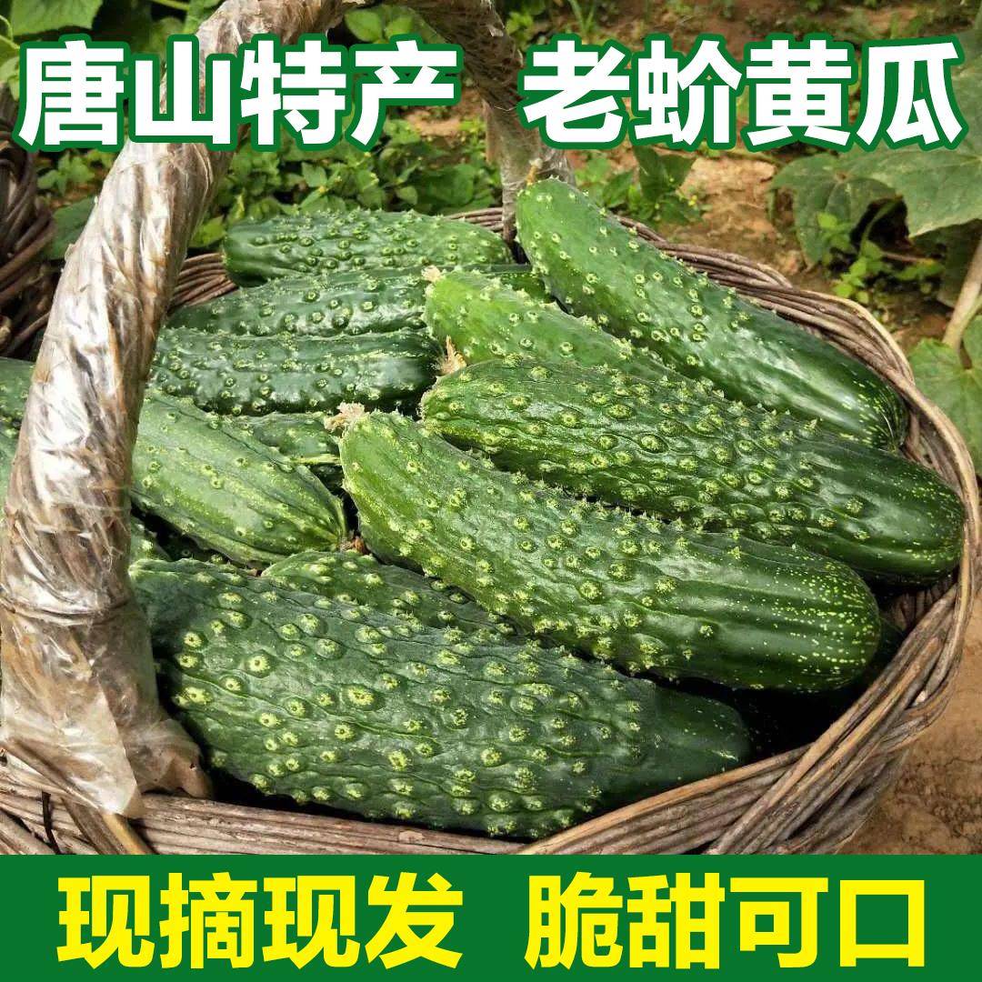 唐山市特产老蚧黄瓜遵化新鲜山黄瓜大刺老芥黄瓜旱秋黄瓜老戒黄瓜