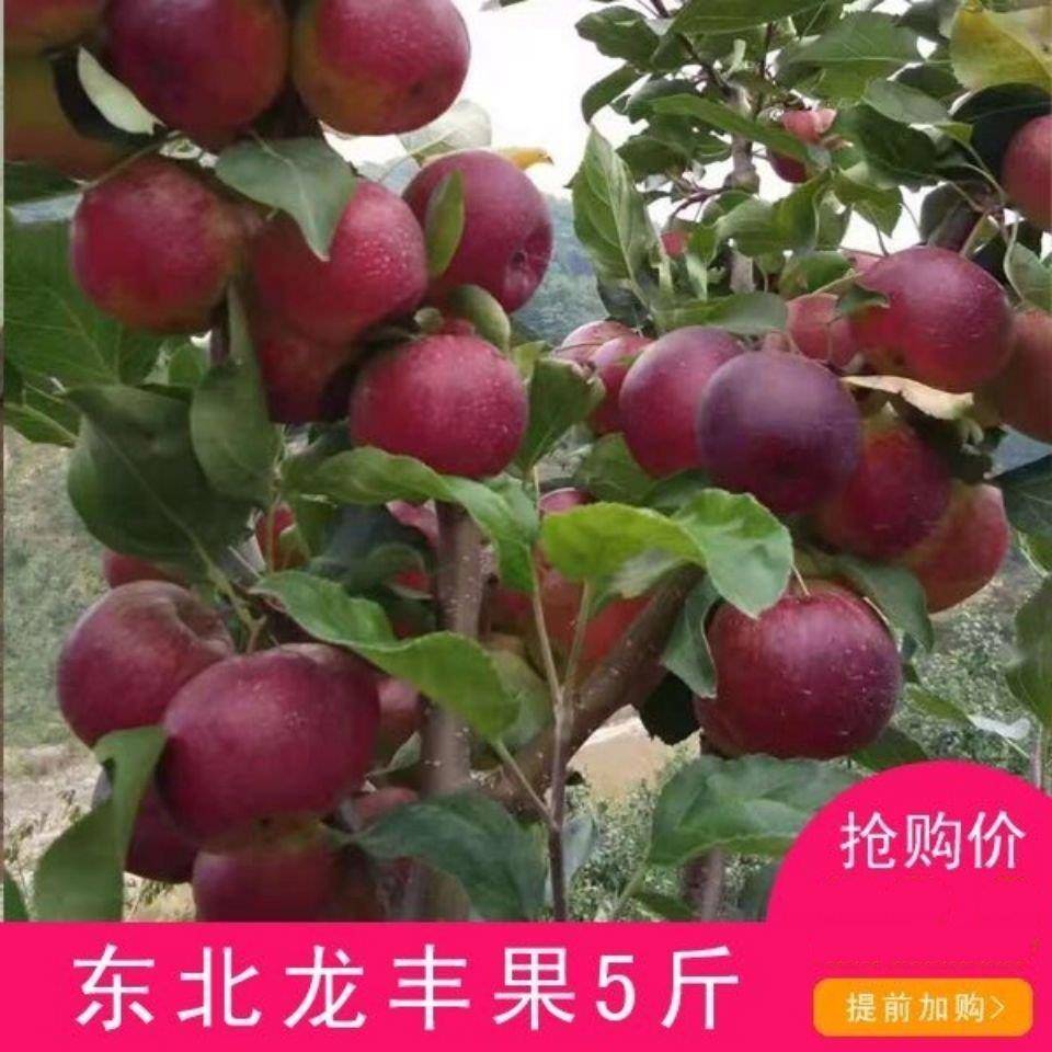 东北龙丰果大新鲜秋果沙果寒地果园新鲜水果5斤图片