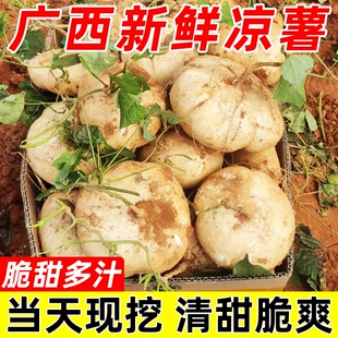 广西新鲜凉薯现挖白心地瓜水果沙葛现挖豆薯番薯农家特产时令蔬菜