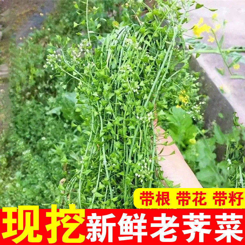新鲜老荠菜带根花籽整株晒干月子煮水三月三煮鸡蛋野菜现挖野生图片