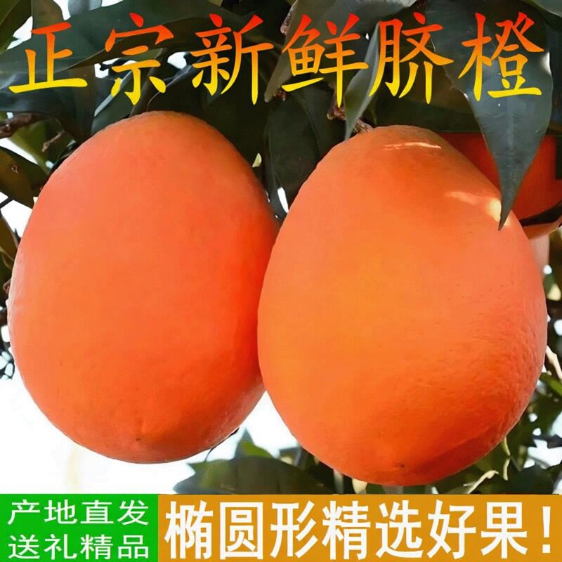 正宗脐橙纽荷尔长虹新鲜孕妇水果椭圆形送礼精品产自重庆奉节图片