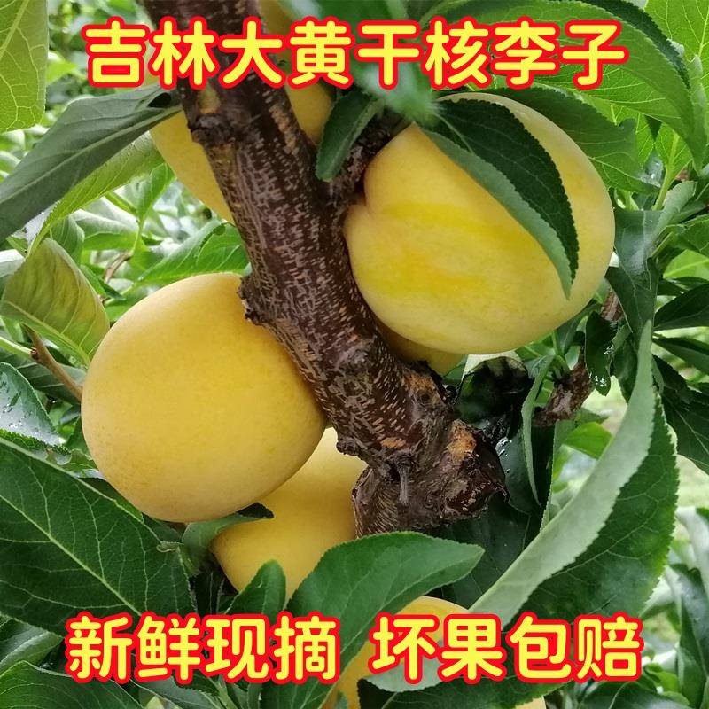 东北黄干核李子吉林市大小绥河干碗李子农家新鲜当天现摘脱骨李子