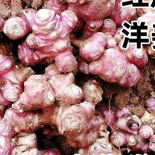 新鲜红皮洋姜鬼子姜种子腌制菊芋现挖腌菜姜不辣泡菜胰岛果