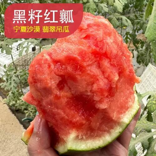 宁夏【沙漠】西瓜小吊瓜新鲜水果皮薄脆甜现摘黑籽整箱
