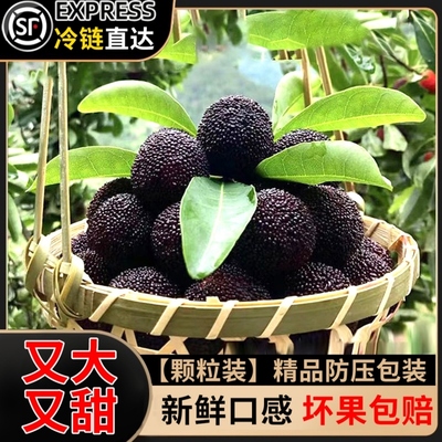 正宗浙江荸荠黑炭杨梅新鲜时令饱满多汁水果现摘现发整箱