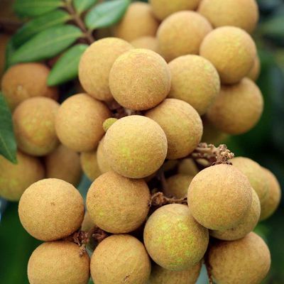 当季新鲜龙眼新鲜大果现摘龙眼当季水果新鲜龙眼汁水足现货速发