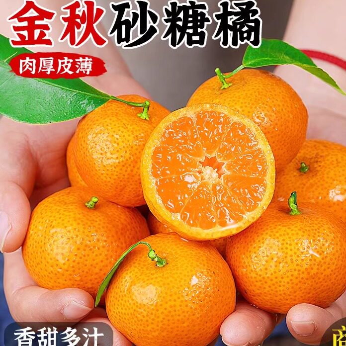 广西砂糖橘2026新鲜采摘橘子桔子水果整箱现摘现发包邮