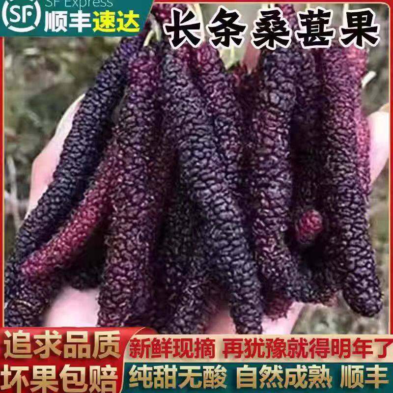顺丰空运现摘新鲜长条桑葚鲜果牛奶桑椹花香桑葚当季即食泡酒酵素