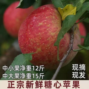 冰糖心红苹果15斤黄草坪康定达杠新鲜时令水果产自四川甘孜州泸定
