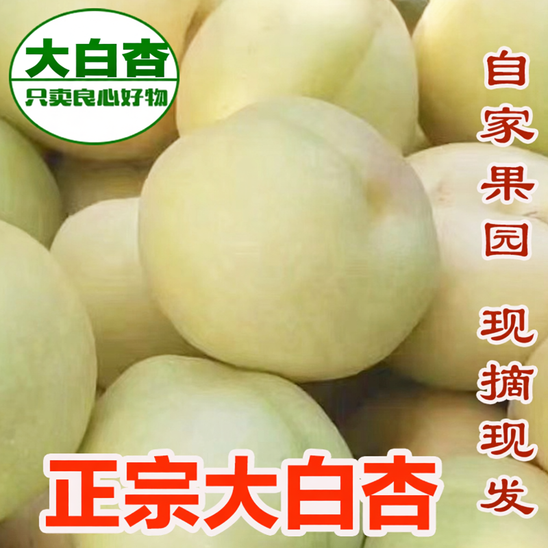 大白杏稀有杏种大白杏酸甜杏应季孕妇新鲜水果大银杏带箱