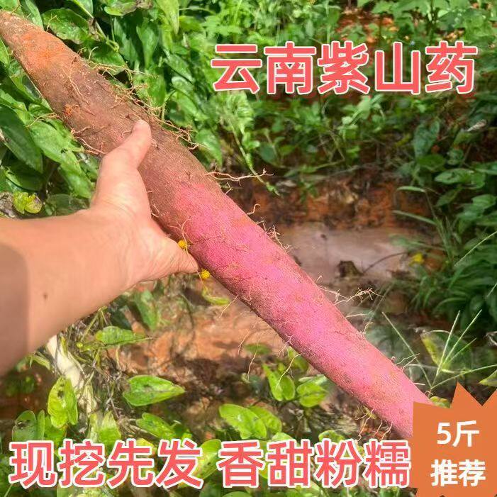 2026年现挖云南紫山药特色紫人参正宗淮山药当季现挖宝宝辅食新鲜