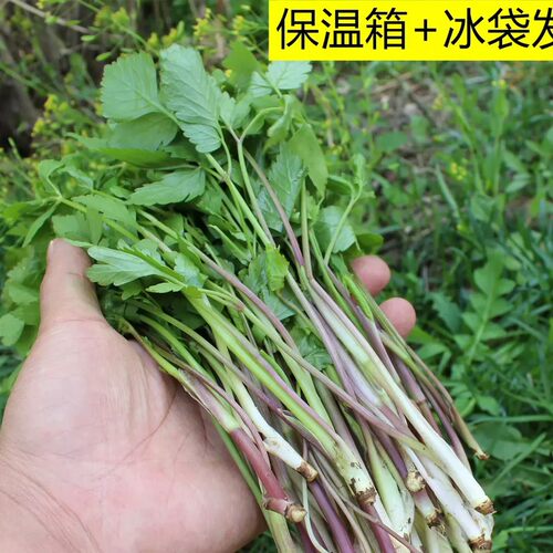 冷冻头茬大叶芹1斤包邮吉林山野菜山芹菜老桑芹水芹菜