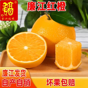 红橙正宗红江农场橙子新鲜水果10斤包邮当季现货红心橙产自廉江
