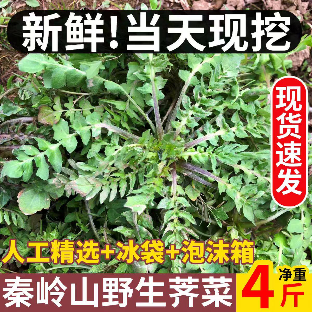 地菜荠菜冷冻野生荠现挖现发冰冻鲜包邮天然野菜齐菜饺包子馅顺丰
