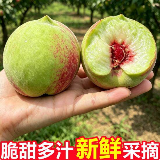 26年老品种青脆蜜桃奶油桃子脆桃新鲜水果当季新鲜