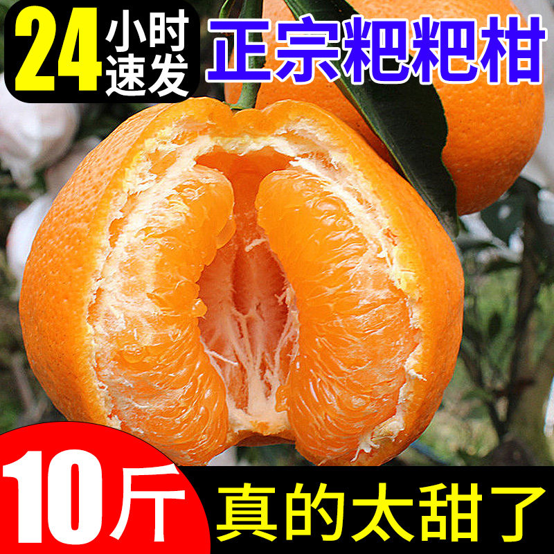 春见耙耙柑桔子新鲜10斤当季甜蜜橘时令应季水果橘子整箱粑粑柑橘