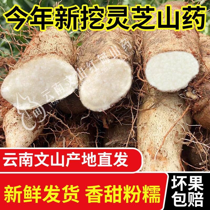 云南特产文山正宗灵芝山药非铁棍淮山山药新鲜软糯小白嘴蔬菜