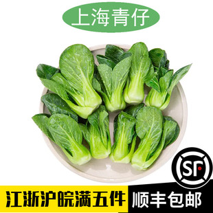 新鲜上海青仔矮脚小油菜迷你正宗宁夏供港青苗软糯清甜食用蔬菜
