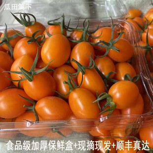 亚热带露天广西夏日阳光蜜豆黄金圣女果橙色小番茄现摘新鲜水果