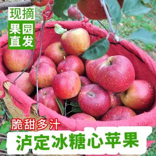 四川甘孜泸定康定黄草坪高原特产正宗糖心苹果精品中大果送礼佳品