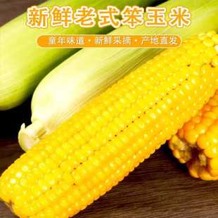 新鲜老式笨玉米苞米棒子5斤非甜非糯现采摘带皮生老玉米农家自种