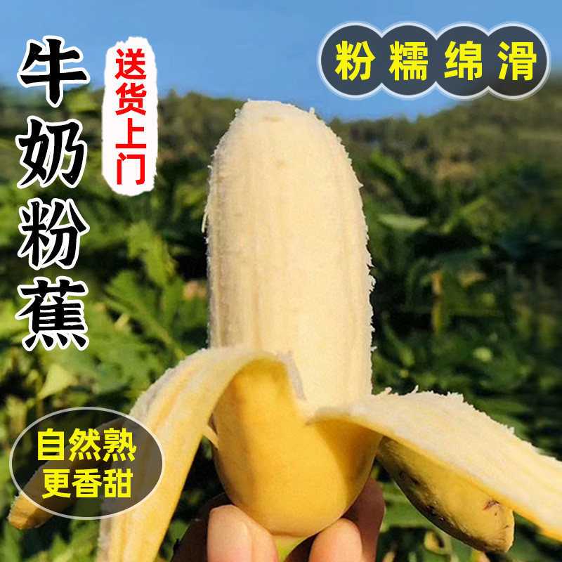 广东增城牛奶粉蕉3/4.5斤新鲜水果苹果粉蕉当季自然熟