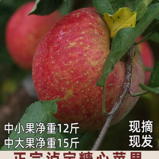 冰糖心红苹果新鲜水果10斤装产自甘孜州黄草坪康定达杠高原