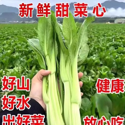顺丰新鲜迟菜心特产小楼腊布高脚菜心蔬菜嫩爽甜当季产自广东增城