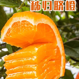 正宗湖北秭归伦晚脐橙当季现摘20斤新鲜水果宜昌橙子脐橙手剥春橙