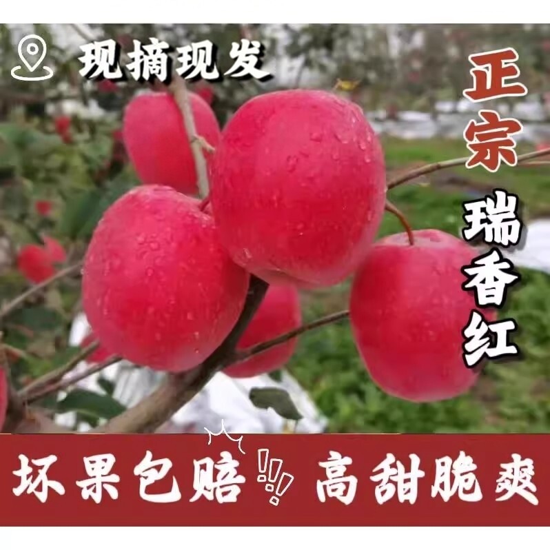 瑞香红红苹果脆甜自带玫瑰花香新品种原产地白水国产苹果包邮图片