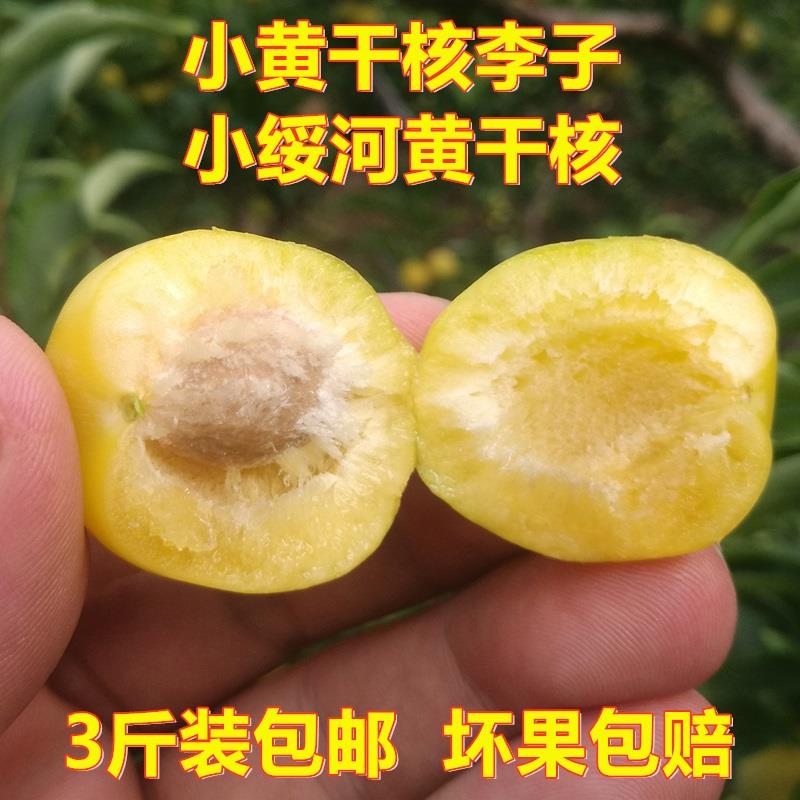 东北小黄干核李子吉林大小黄干碗农家直销新鲜现摘脱骨李子包邮