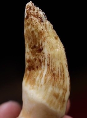 天然大猫牙吊真牙古玩挂件配饰把玩装饰牙齿杂项文玩民族霸气定制