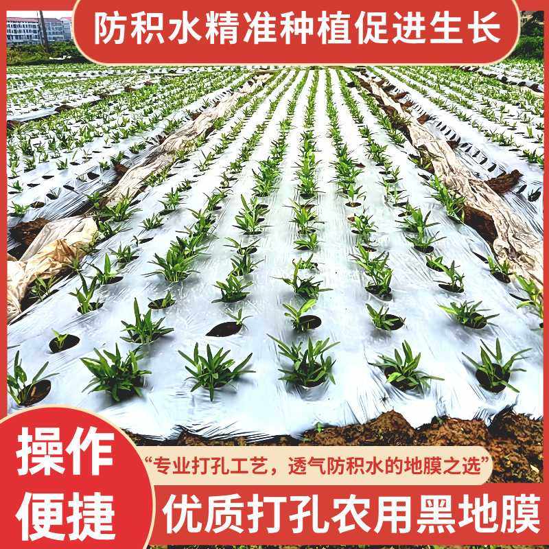 打孔地膜银黑双色带孔花生玉米免打孔育苗保温农膜除草薄膜农用膜