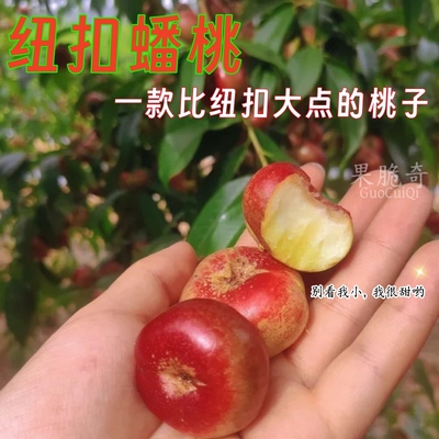 蒙阴蜜桃新鲜孕妇纯甜桃顺丰包邮