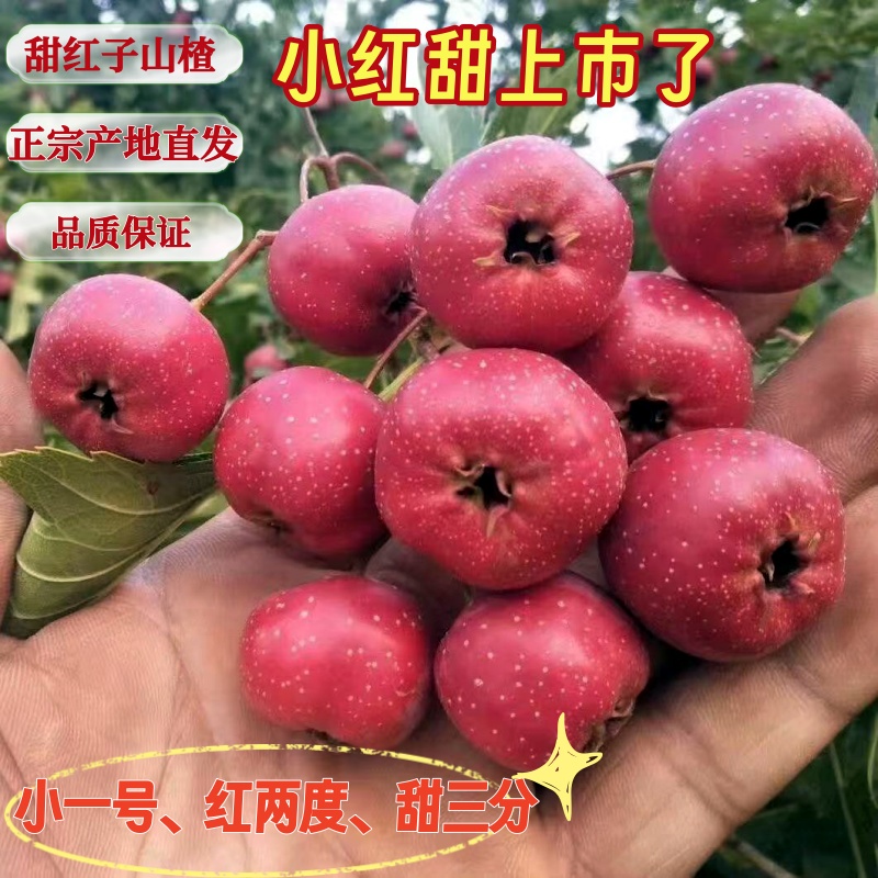 新鲜山楂甜红子甜口小山楂糖雪球冰糖葫芦山楂山里红鲜果批发