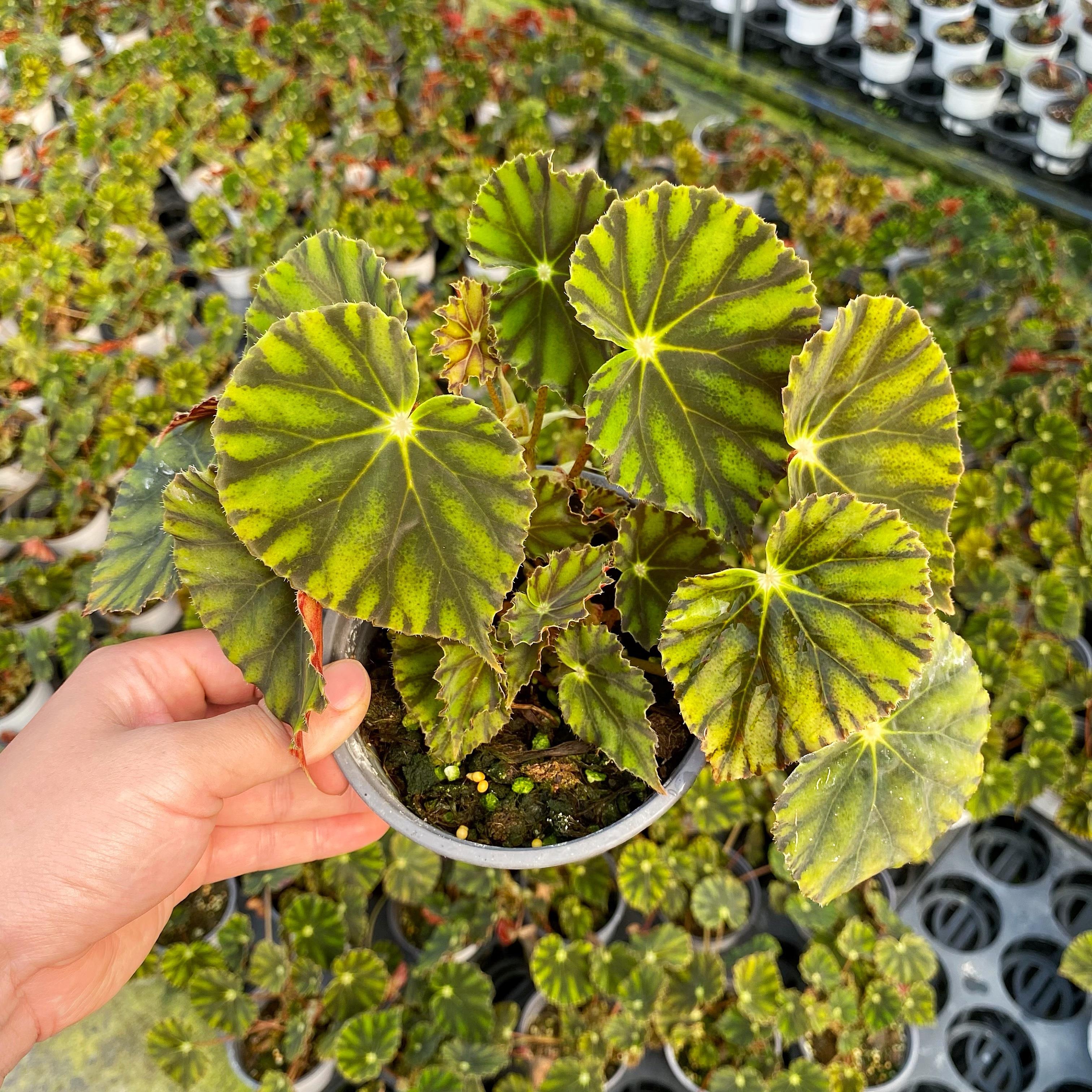 马扎秋海棠 Begonia Mazae 室内稀有 绿植盆栽