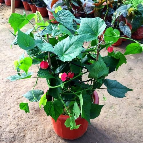 藤本卉蔓性悬风铃红灯笼藤蔓庭院阳台爬藤四季观