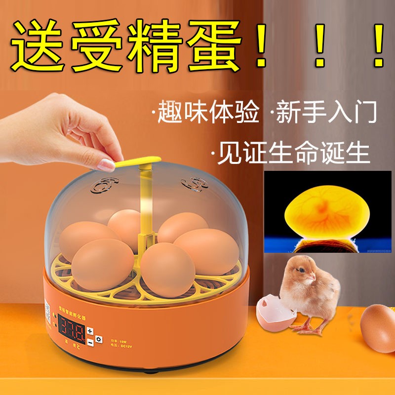 孵化器小型家用 水床全自动智能迷你柯尔鸭儿童小鸡孵蛋器1枚小型