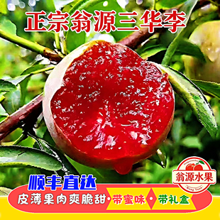 正宗翁源三华李子嘎嘣脆脆甜爽口有蜜味现摘现发水果新鲜时令水果
