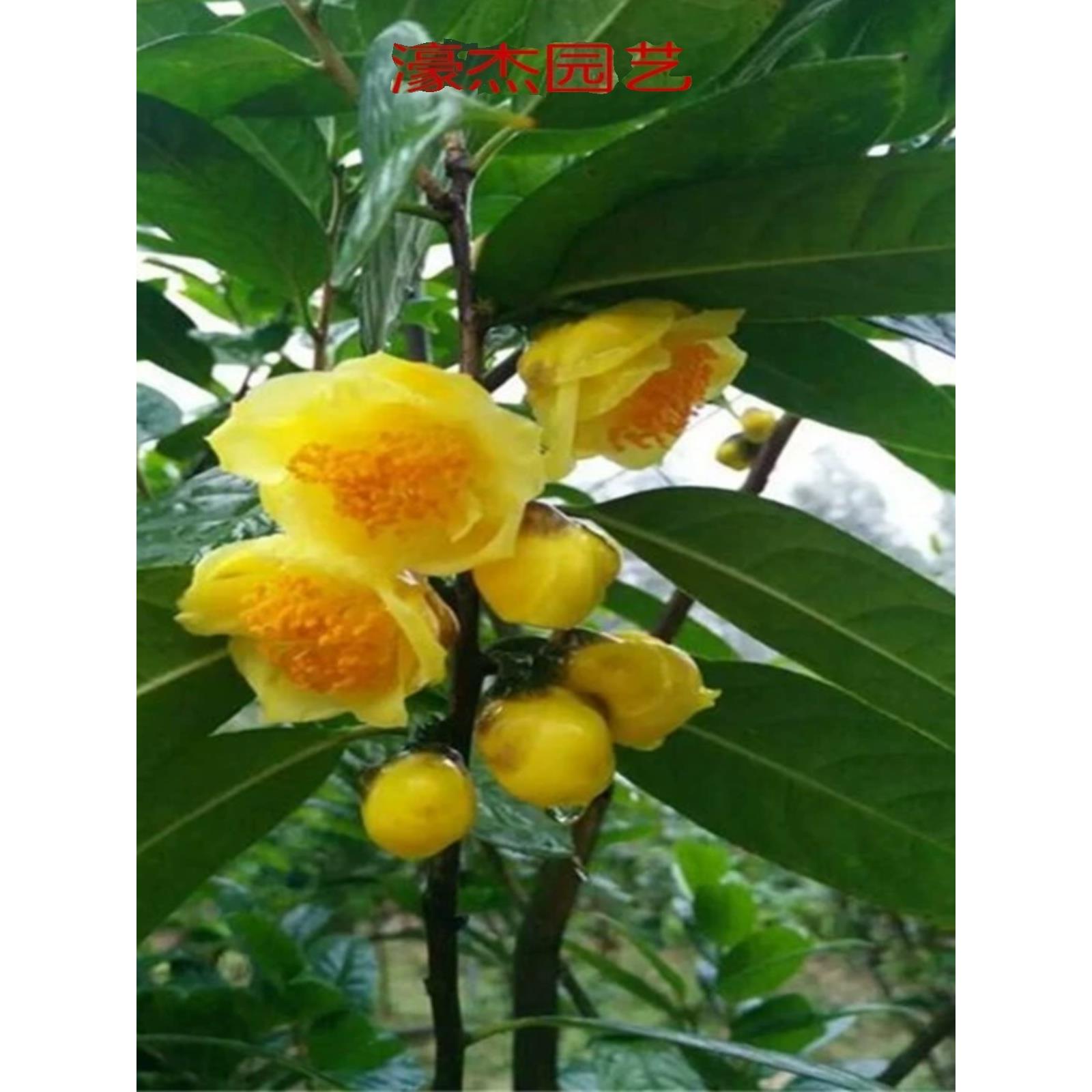 防城凹脉金花茶名贵黄色茶花树苗盆栽庭院室内嫁接原生带花苞包邮