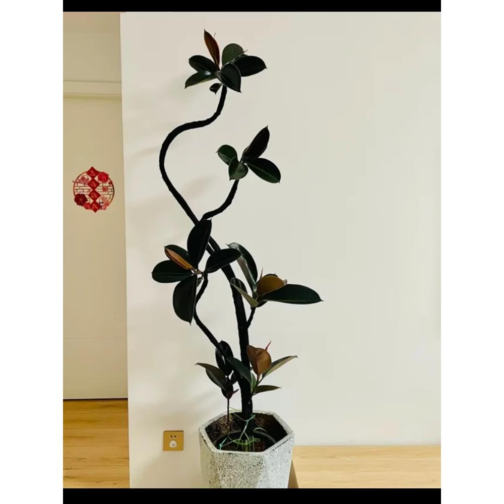 黑金刚橡皮树网红造型绿植室内客厅阳台绿植净化空气大型盆栽植物