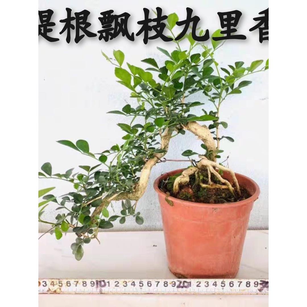 飘枝九里香悬崖造型盆景老桩盆栽室内客厅玄关桌面绿植好养