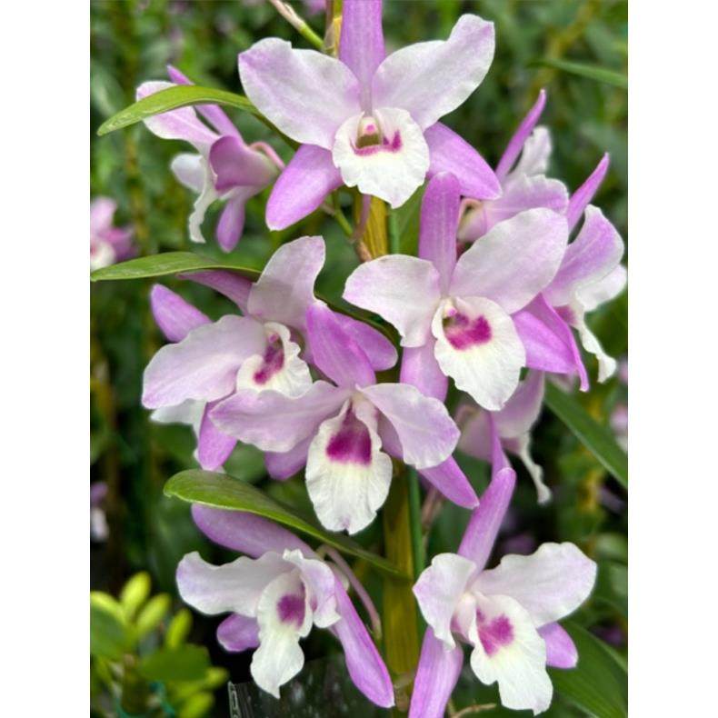 春石斛兰 火烈鸟 爆苗覆花勤 盆栽兰花 一年多次开花室内外好养护