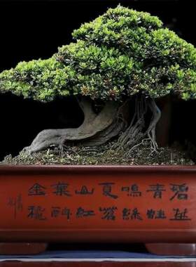 长方形特大口径60紫砂盆景盆榕树桩盆栽阳台种菜大号陶瓷假山花盆